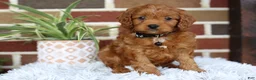 Cavapoo dogs for sale: Everest - Ad 9