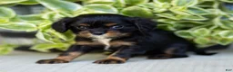 Cavalier King Charles Spaniel dogs for sale: Alice - Ad 2