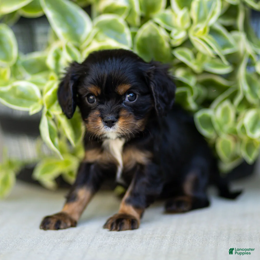 Cavalier King Charles Spaniel dogs for sale: Alice - Ad 2