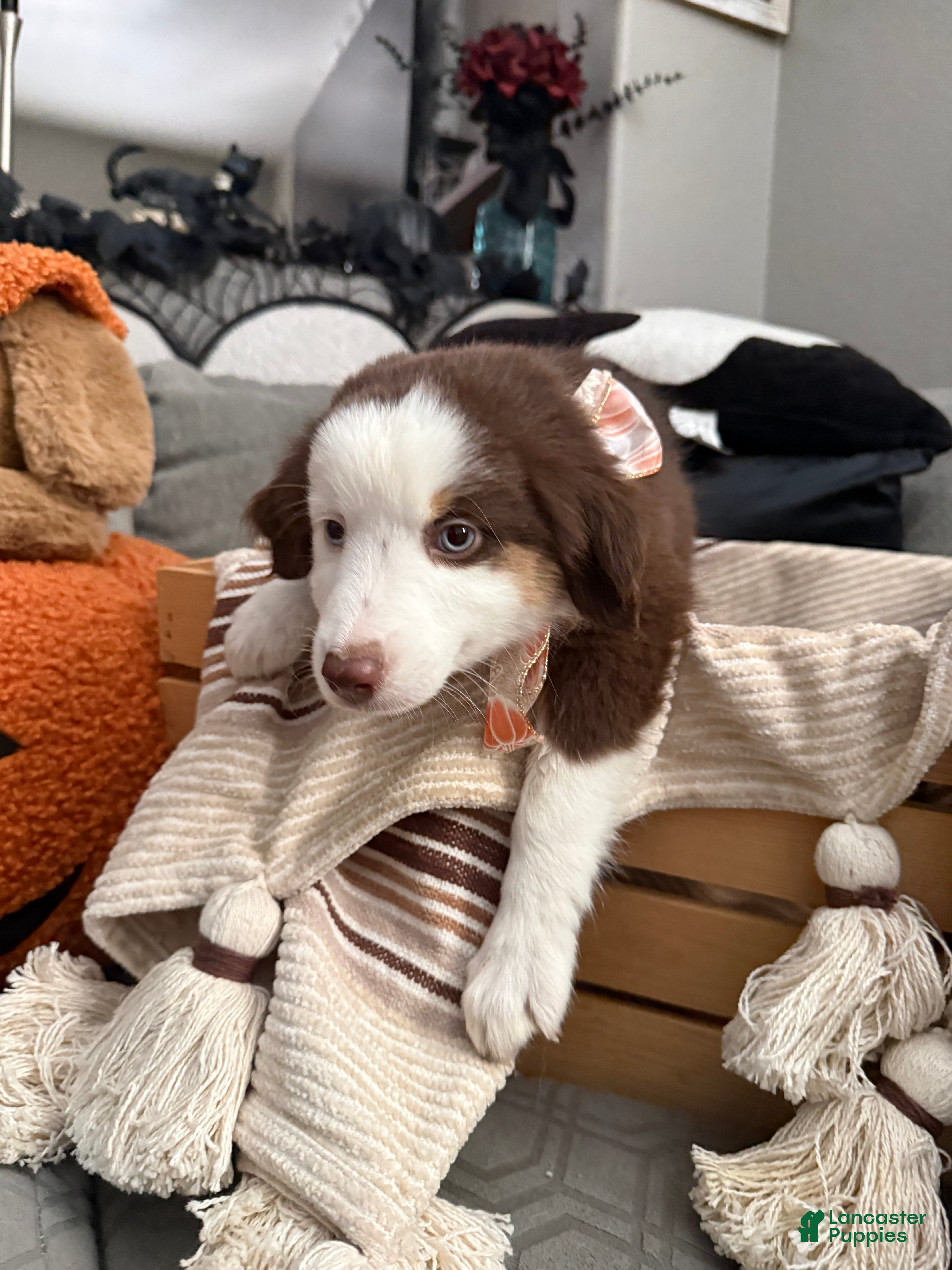 Australian Shepherd dogs Molly  - Ad 2