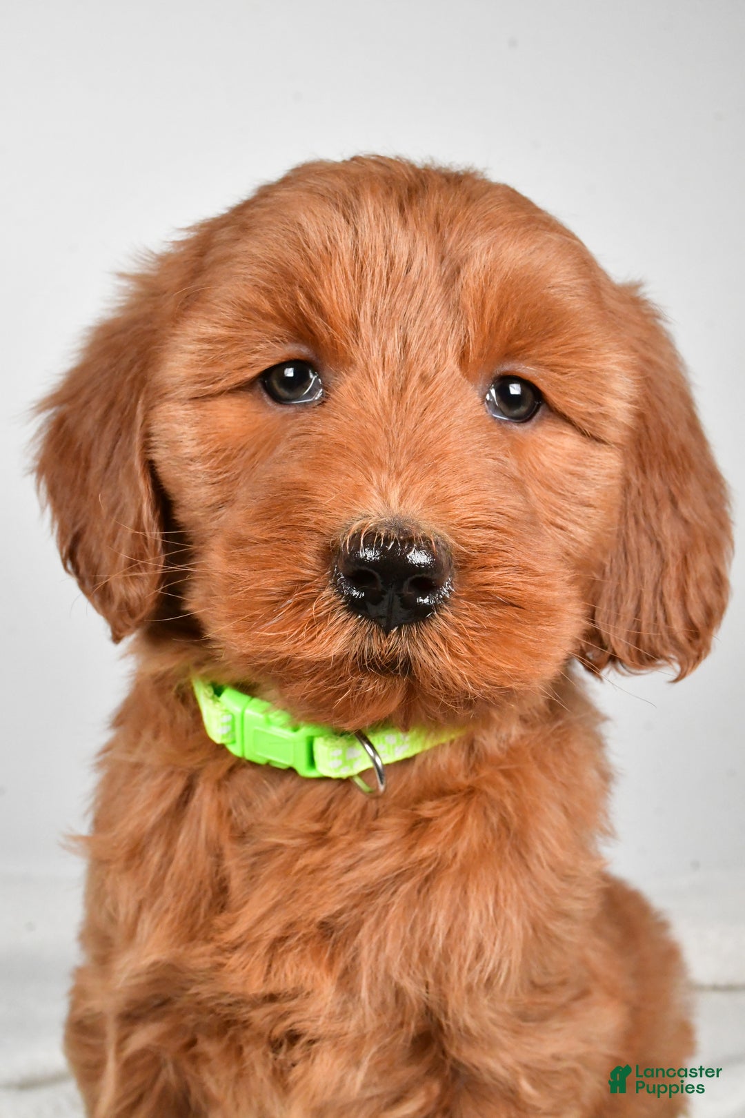 Goldendoodle dogs for sale: Penny-medium size  - Ad 7