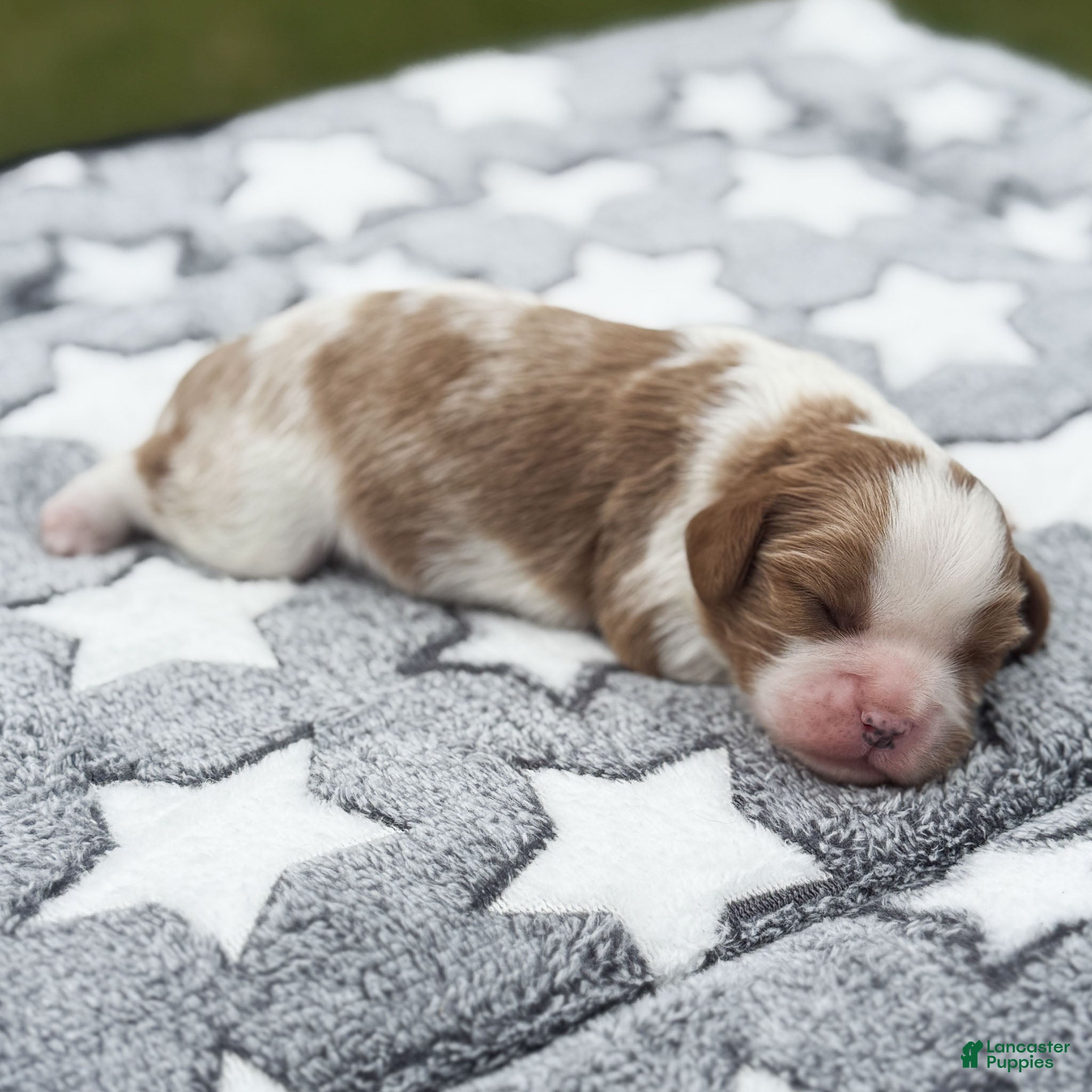 Cavalier King Charles Spaniel dogs Ranger Cavalier King Charles Spaniel  - Ad 2