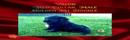 Mixed Breed dogs for sale: ⭐ Valor — Red Collar • Male Golden Mountain Doodle - Ad 4