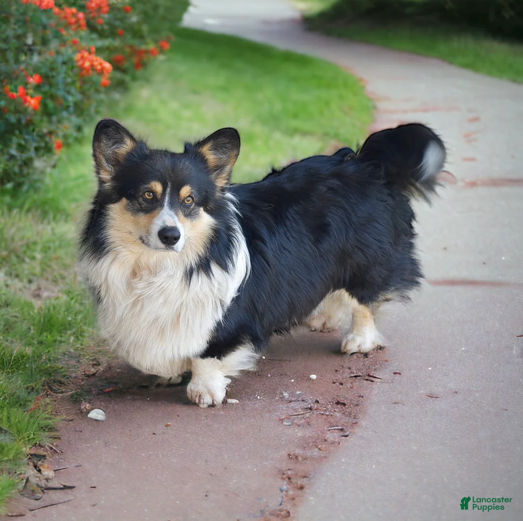 Welsh Corgi Pembroke dogs for sale: Cyrus - Ad 7