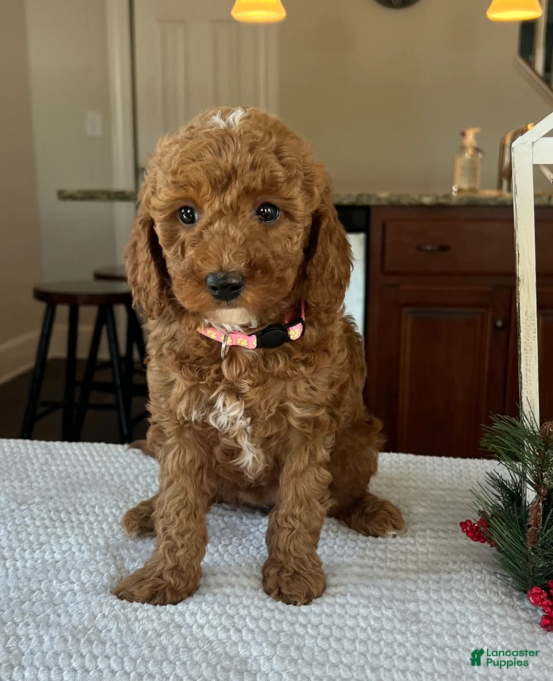 Mini Goldendoodle dogs for sale: Bailey - Ad 2