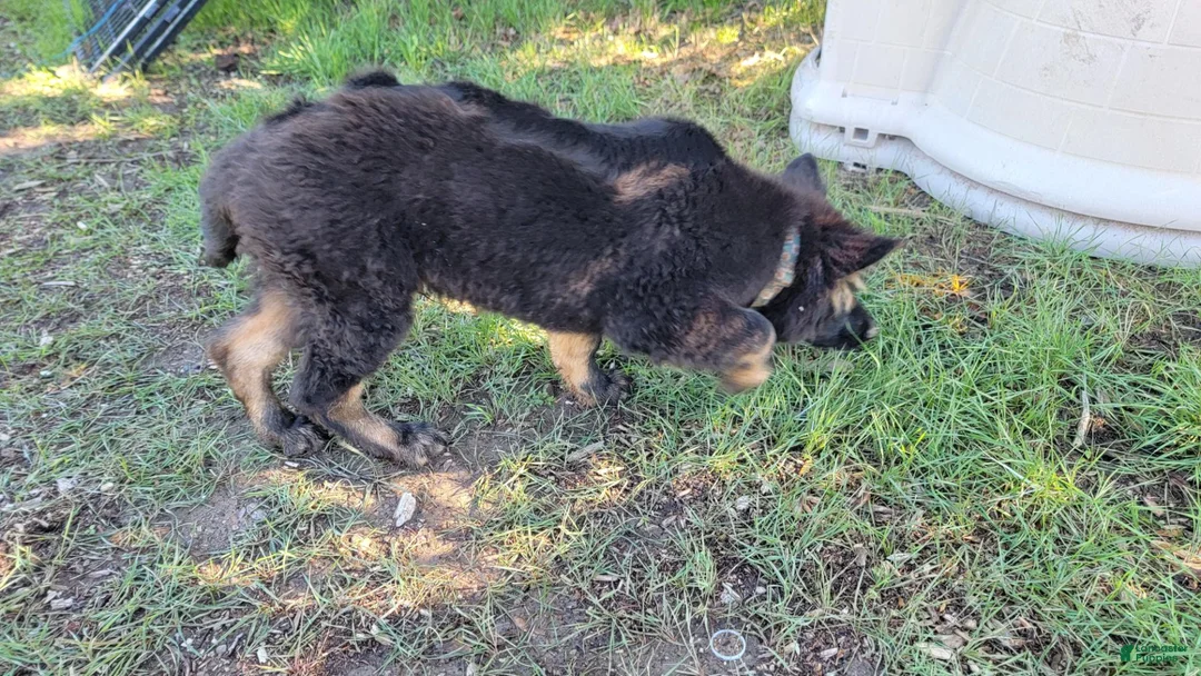 German Shepherd dogs for sale: German Shepherd 1 - Ad 2