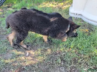 German Shepherd dogs German Shepherd 1 - Ad 2
