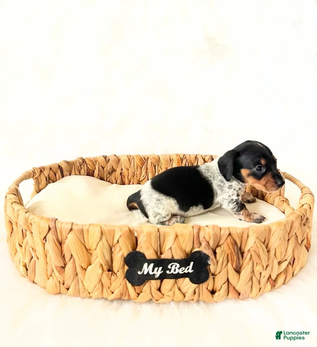 Miniature Dachshund dogs for sale: AKC Opal - Ad 1