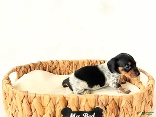 Miniature Dachshund dogs AKC Opal - Ad 9