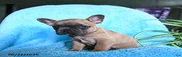 French Bulldog dogs for sale: Flora   - Ad 9
