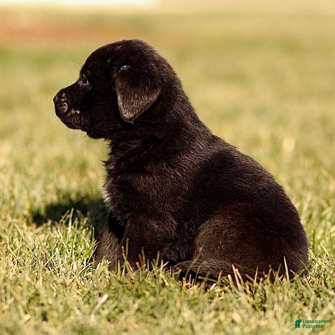 Mixed Breed dogs for sale: Loki - Ad 3