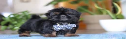 Shih Tzu dogs for sale: Romeo - Ad 6