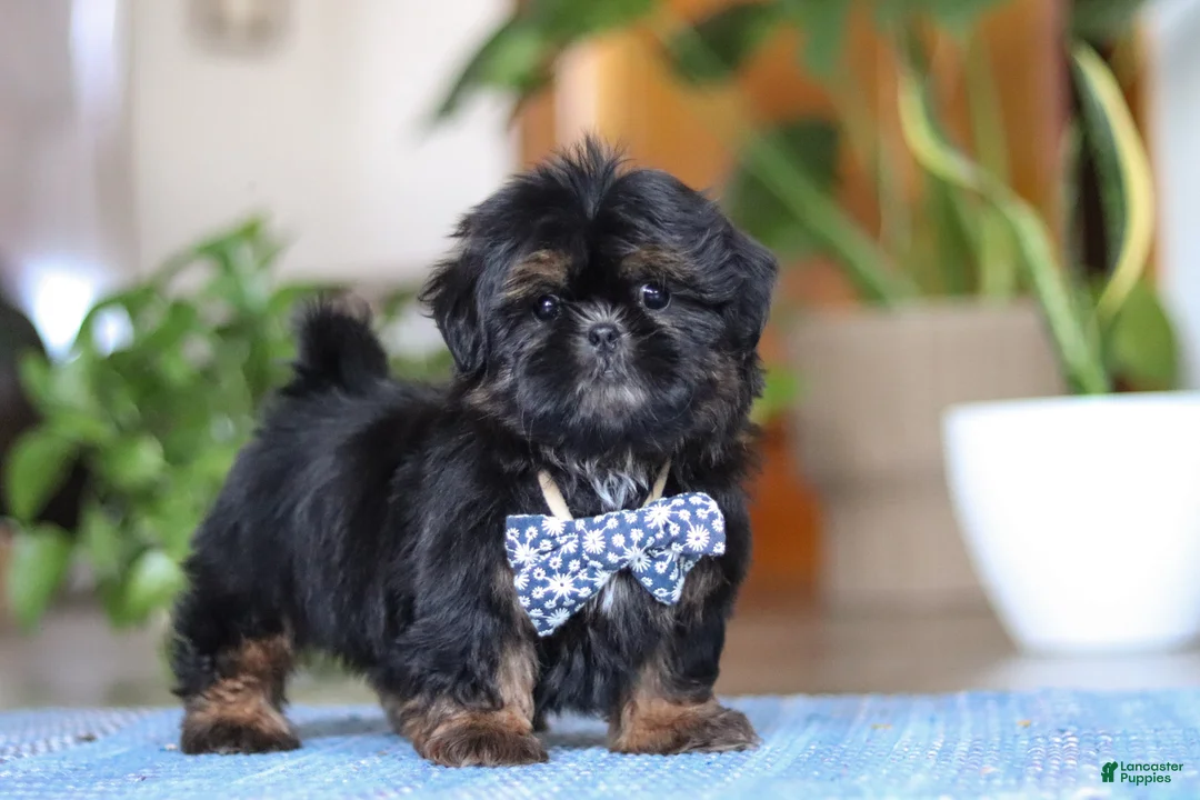 Shih Tzu dogs for sale: Romeo - Ad 6