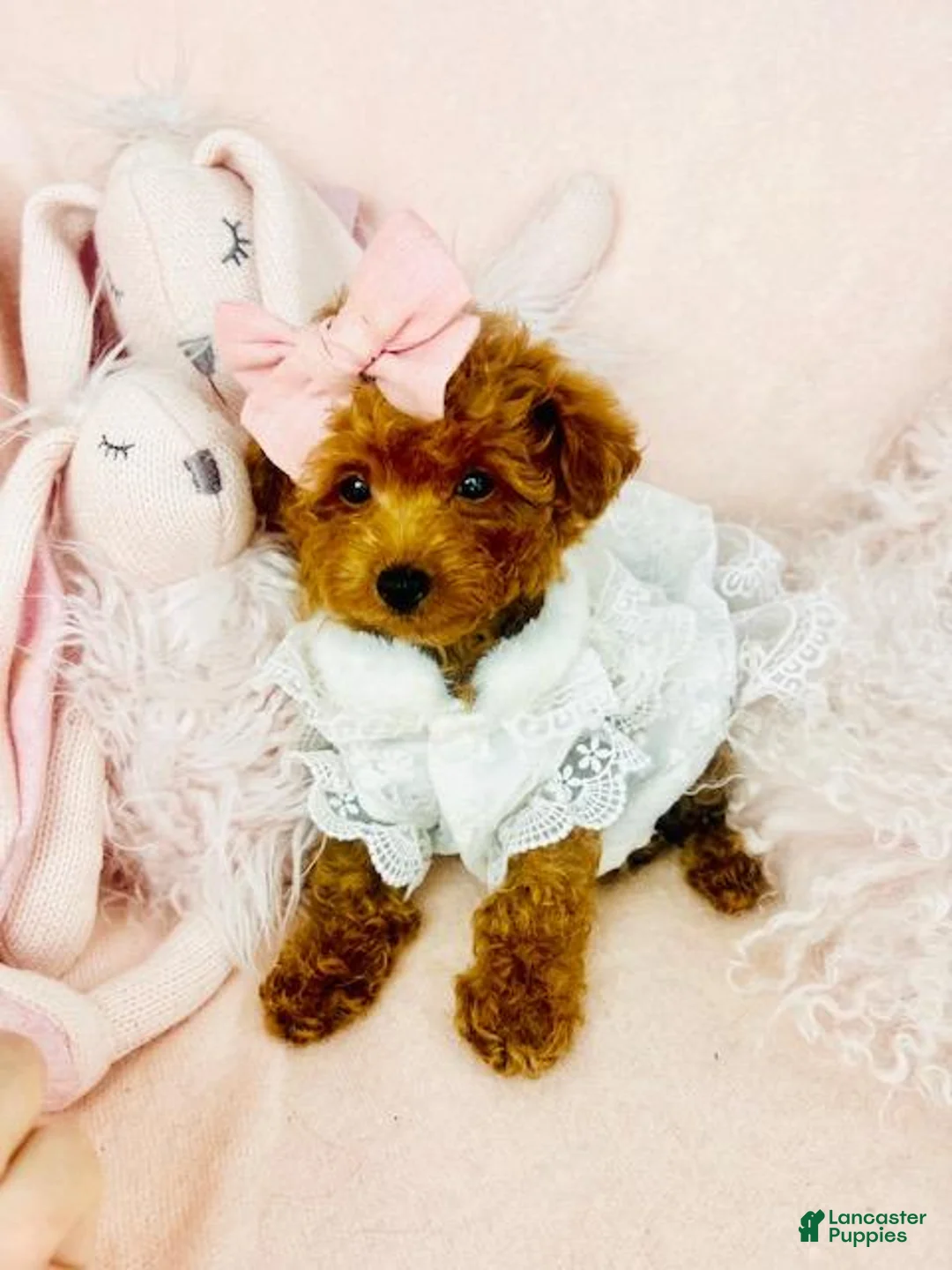 Toy Poodle dogs for sale: Toy Poodle Puppy 1 - Ad 2