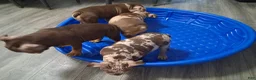 American Bully dogs for sale: American Bully Puppy 1 - Ad 14