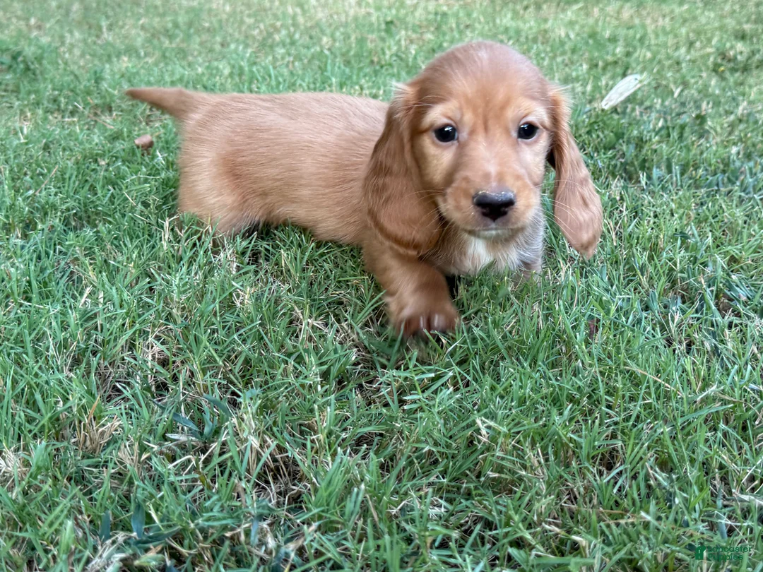 Miniature Dachshund dogs for sale: Dark cream  - Ad 2