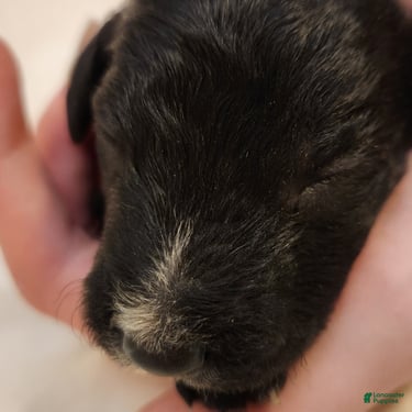 Mini Aussiedoodle dogs for sale: Scout_Male Tri-Color Possible Phantom - Ad 4