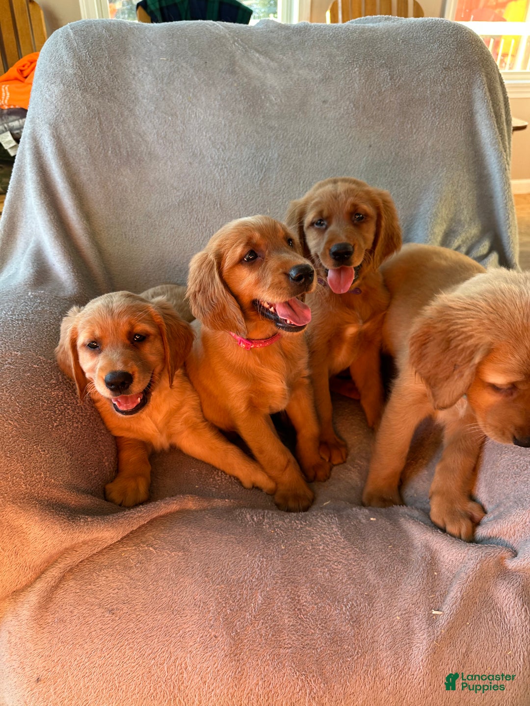 Mixed Breed dogs for sale: Golden Irish Puppy 1 - Ad 3