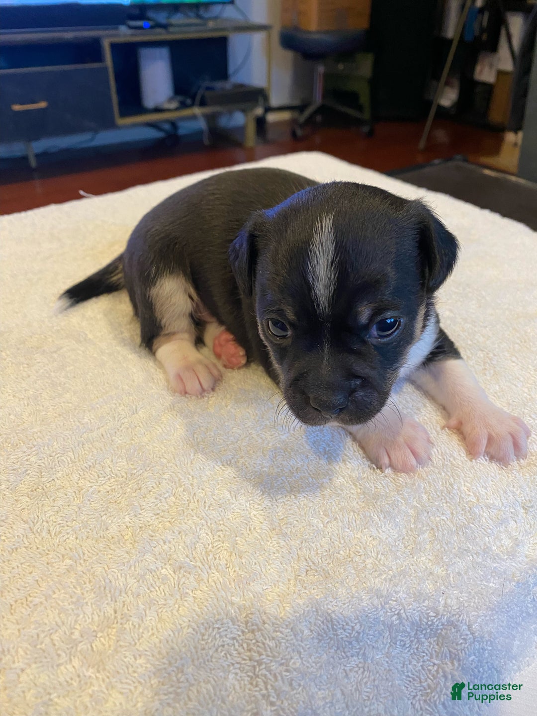 Chihuahua dogs for sale: Onyx - Ad 1