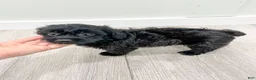 Yorkiepoo dogs for sale: Tonya - Ad 8
