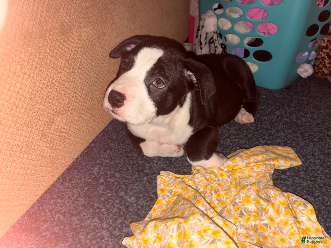 Mixed Breed dogs for sale: Boo - Ad 1