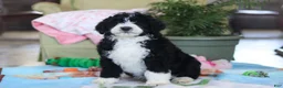 Bernedoodle dogs for sale: Daisy - Ad 2