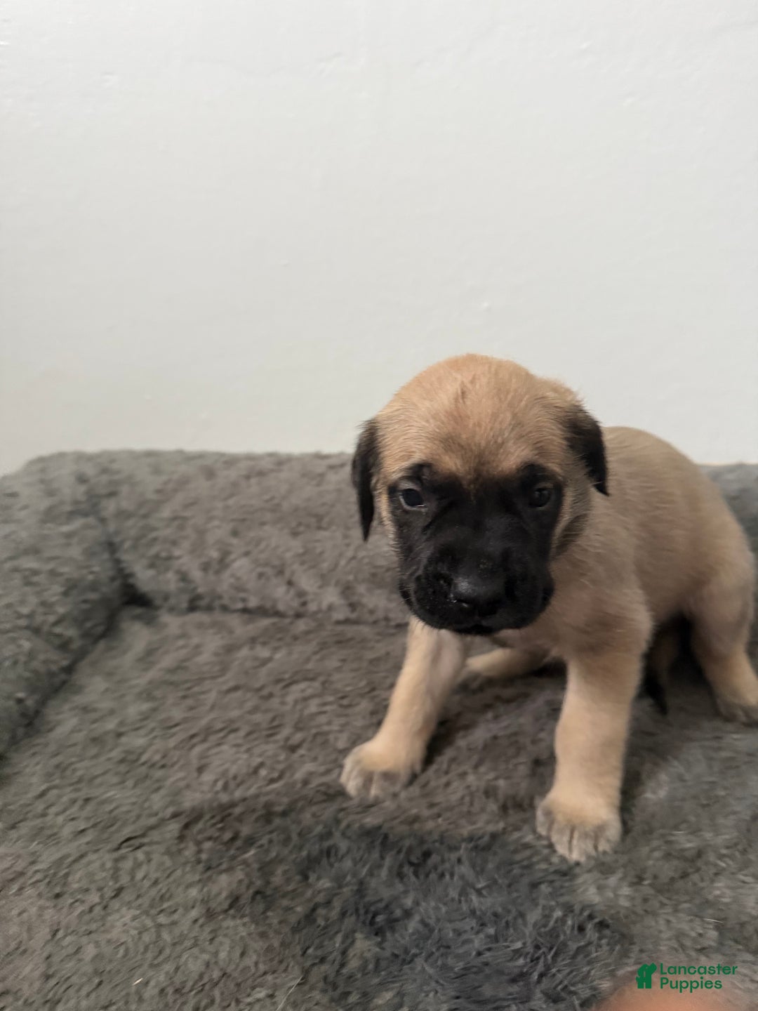 English Mastiff dogs for sale: English Mastiff Puppy 9 - Ad 1
