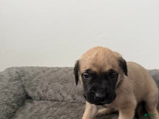 English Mastiff dogs English Mastiff Puppy 9 - Ad 36
