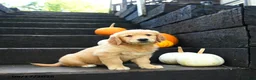 Golden Retriever dogs for sale: Pecan - Ad 3