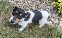 Rat Terrier dogs for sale: Bella - Image 4