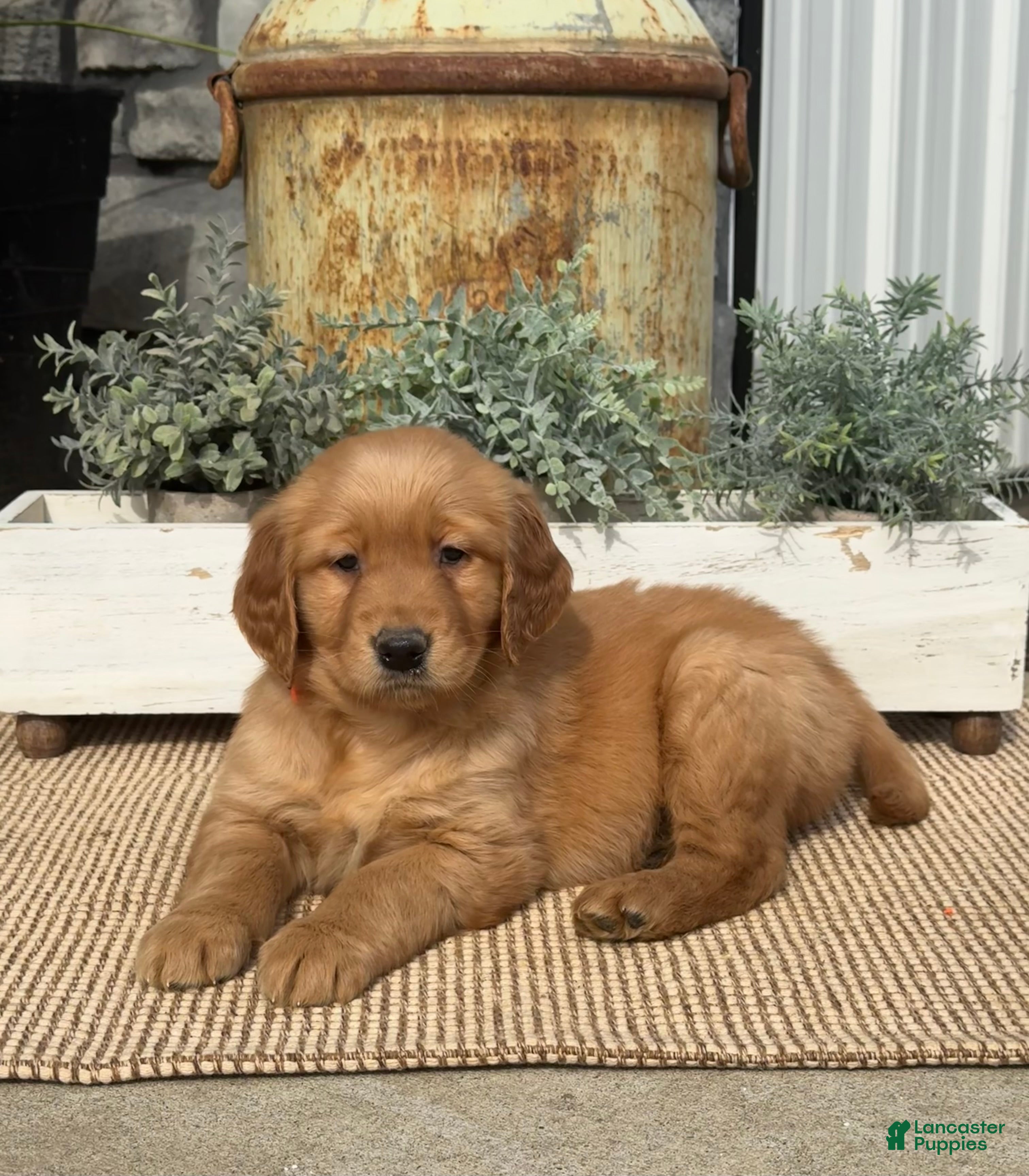 Golden Retriever dogs Blossom - Ad 2