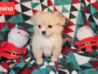 Mixed Breed dogs Dominoe (Pom + Peke) - Ad 8