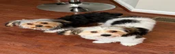Morkie dogs for sale: Morkie Puppy 1 - Ad 1