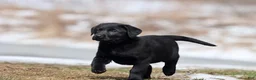 Labrador Retriever dogs for sale: Coffee - Ad 1