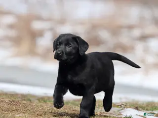 Labrador Retriever dogs Coffee - Ad 32