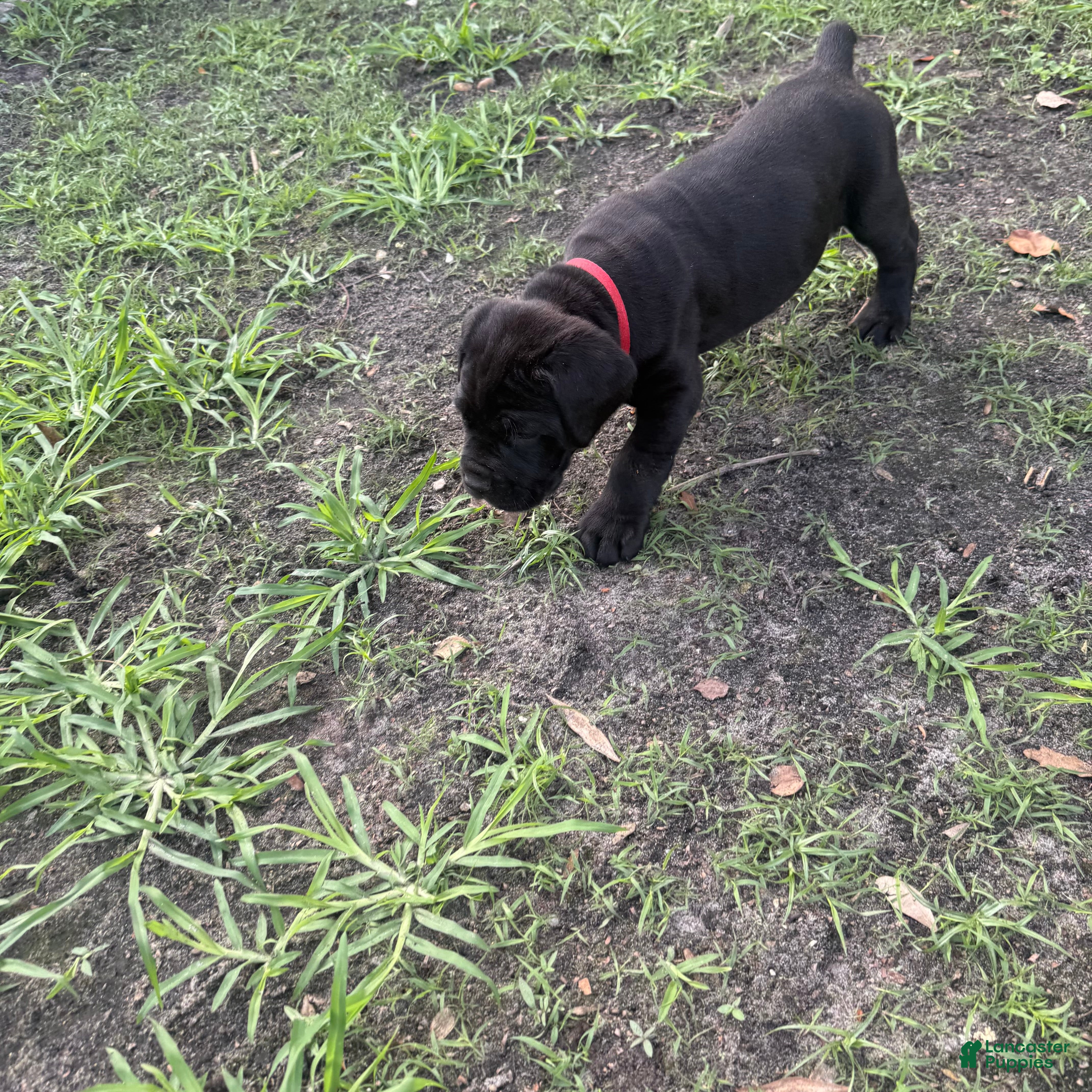 Cane Corso dogs Cane Corso Puppy 1 - Ad 28