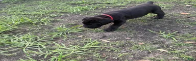 Cane Corso Puppy 1