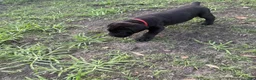 Cane Corso dogs for sale: Cane Corso Puppy 1 - Ad 1