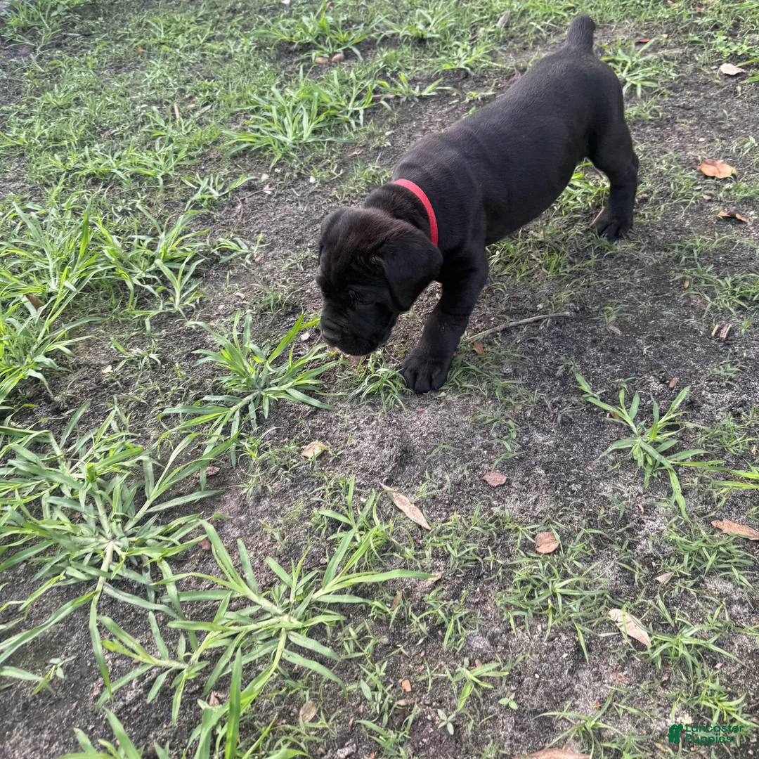 Cane Corso dogs for sale: Cane Corso Puppy 1 - Ad 1