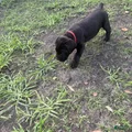 Cane Corso Puppy 1