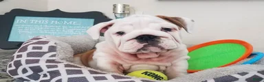 English Bulldog 7
