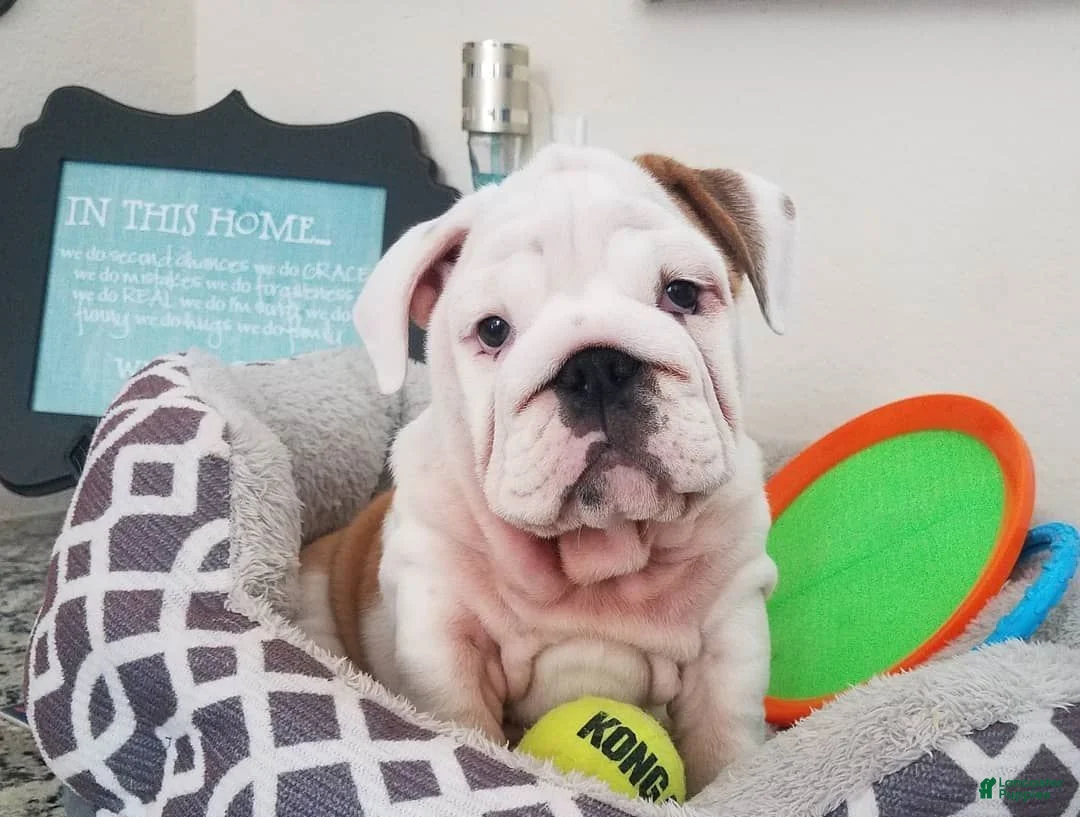 English Bulldog dogs for sale: English Bulldog 7 - Ad 1