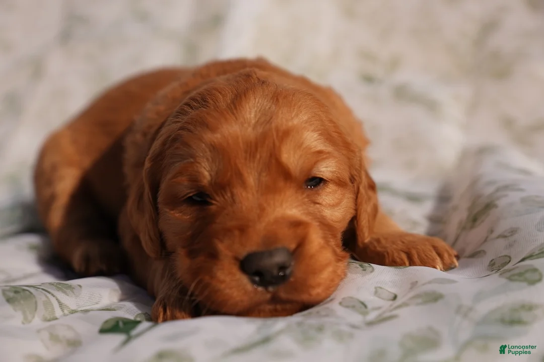 Golden Retriever dogs for sale: Cam - AKC, Genetically Clear - Ad 1