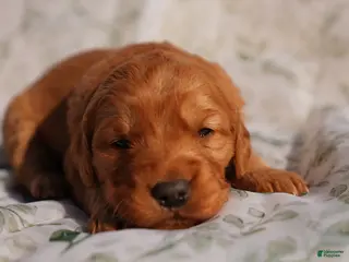 Golden Retriever dogs Cam - AKC, Genetically Clear - Ad 14