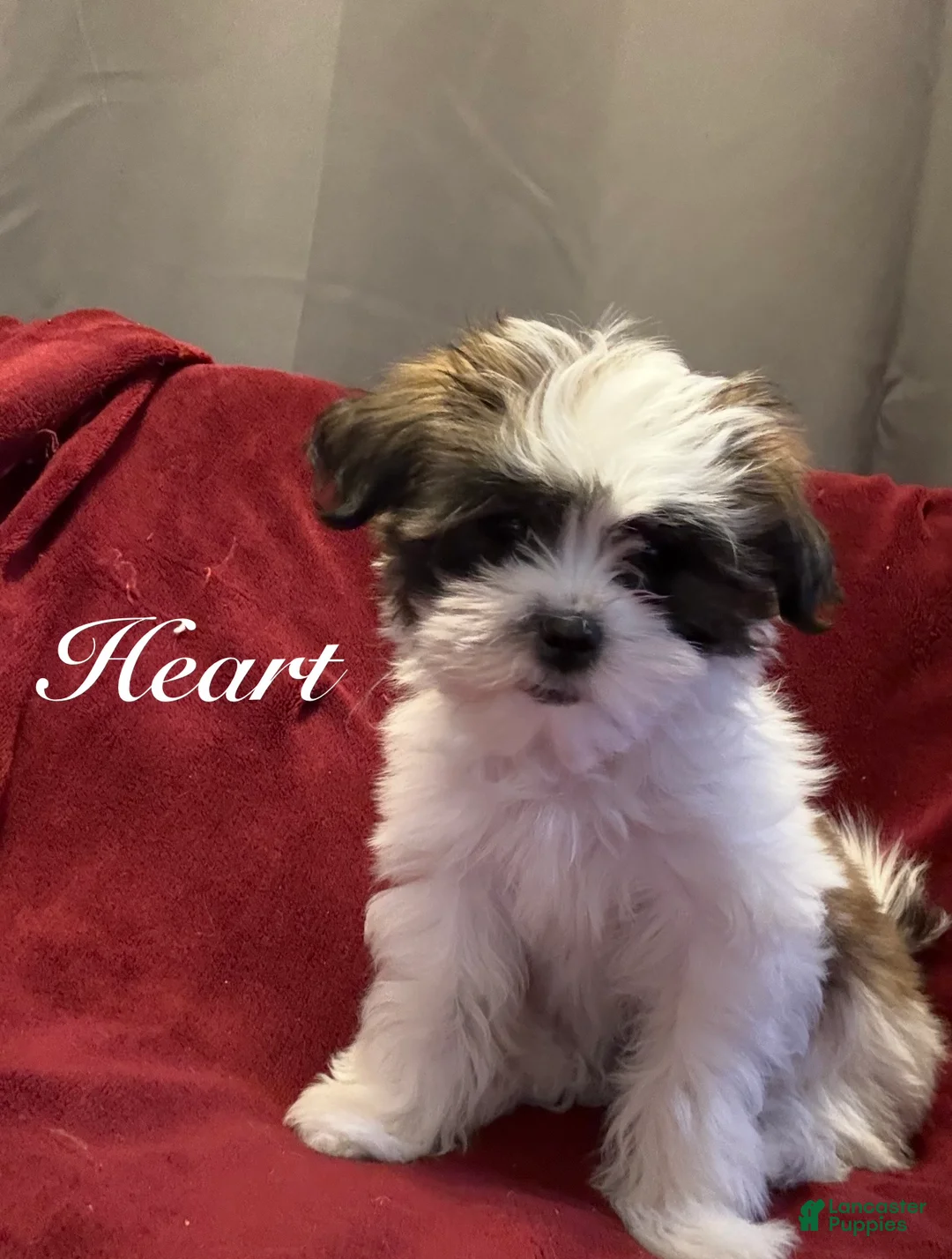 Shih Tzu dogs for sale: Heart - Ad 2