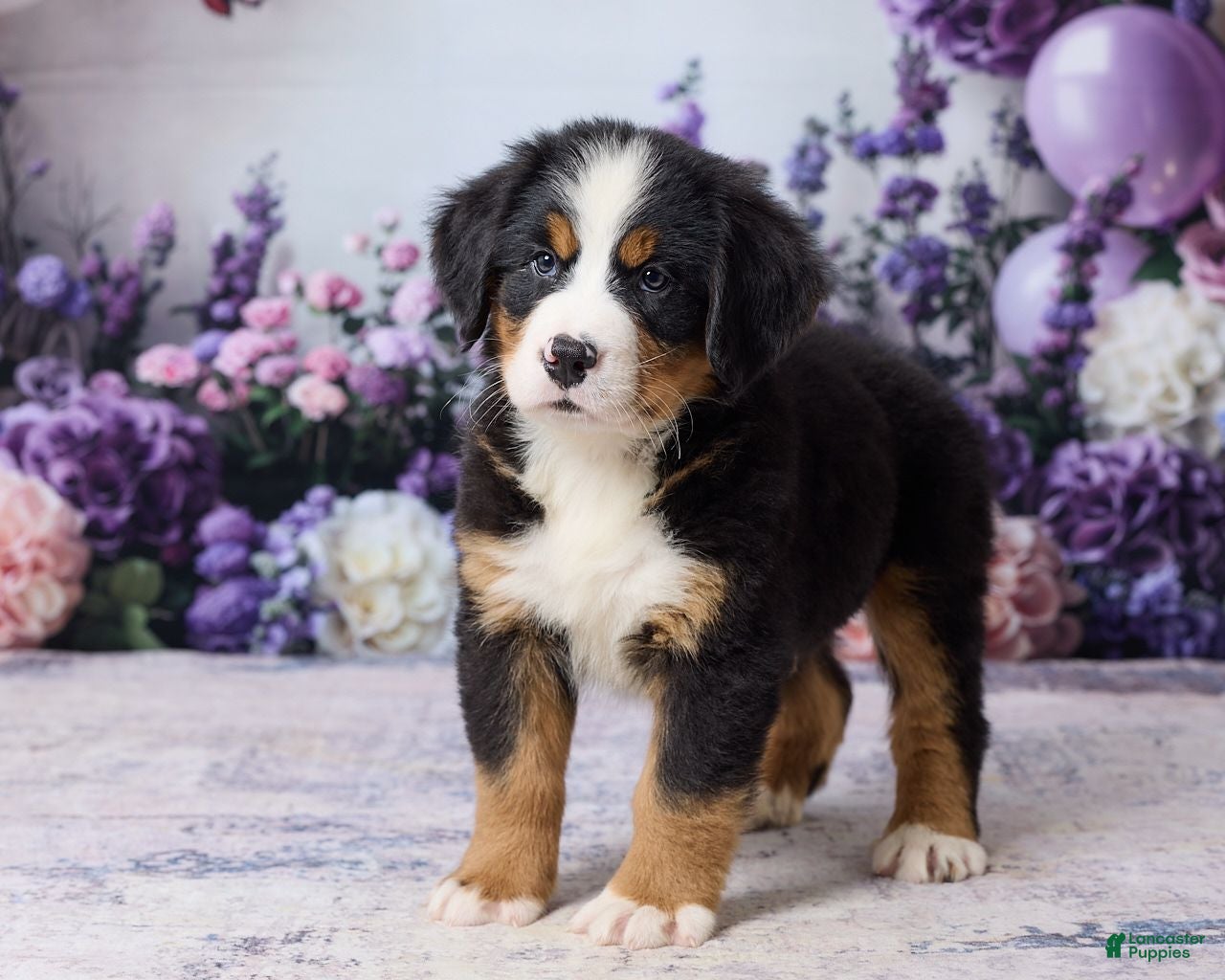 Bernese Mountain Dog dogs Martin - Ad 1