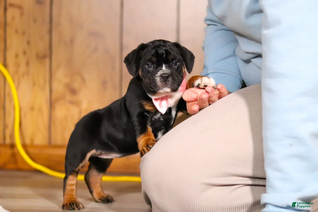 Beabull dogs for sale: Faith - Ad 4