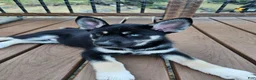 Gerberian Shepsky dogs for sale: Midnight - Ad 2