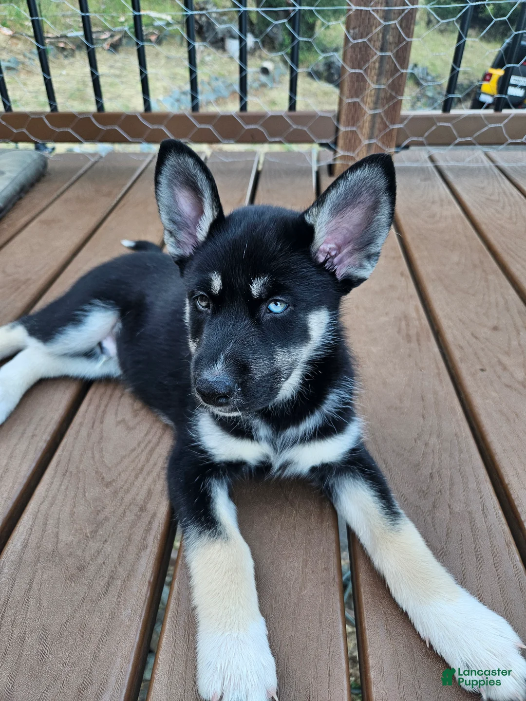 Gerberian Shepsky dogs for sale: Midnight - Ad 2