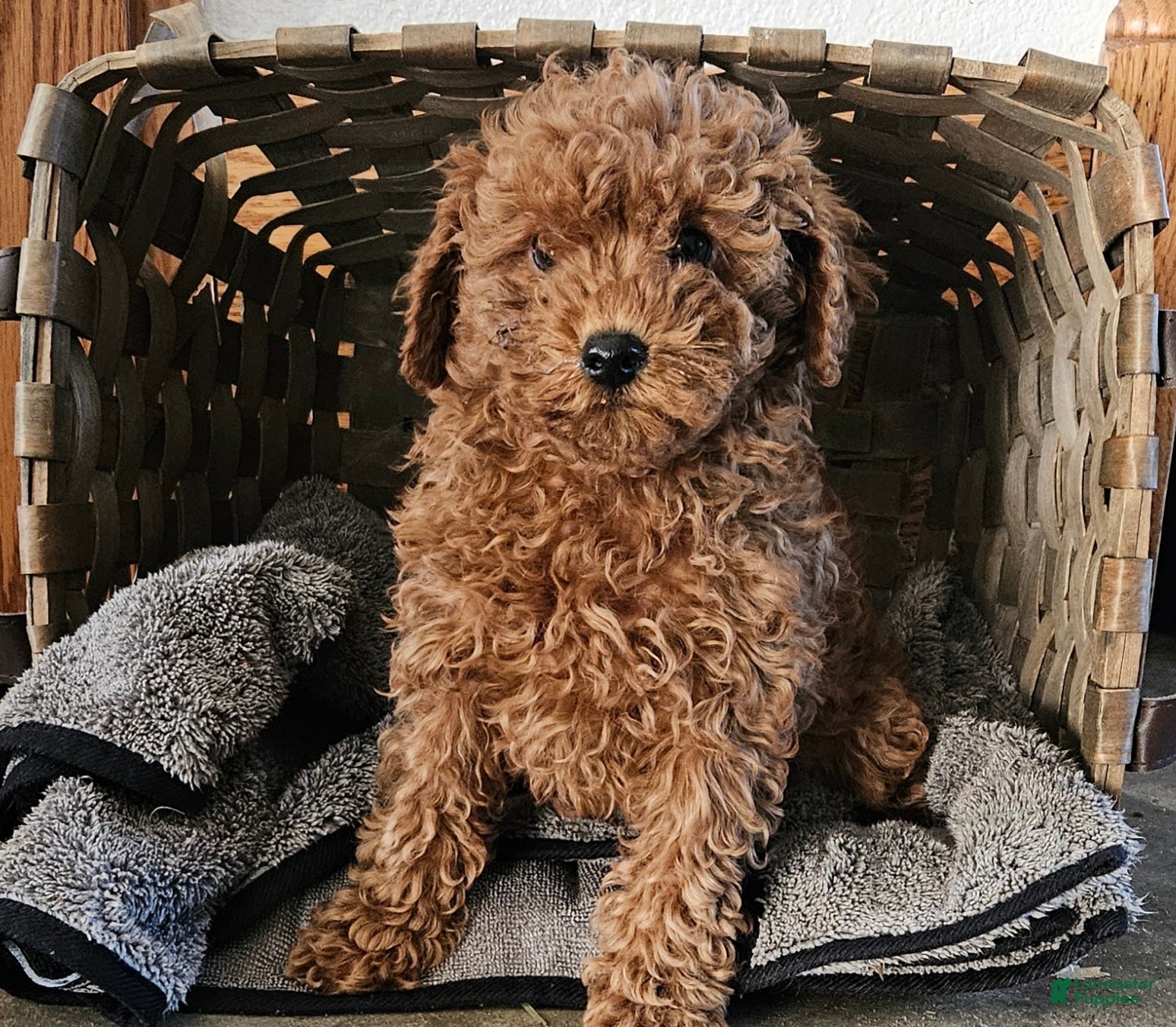 Miniature Poodle dogs Callie  - Ad 13